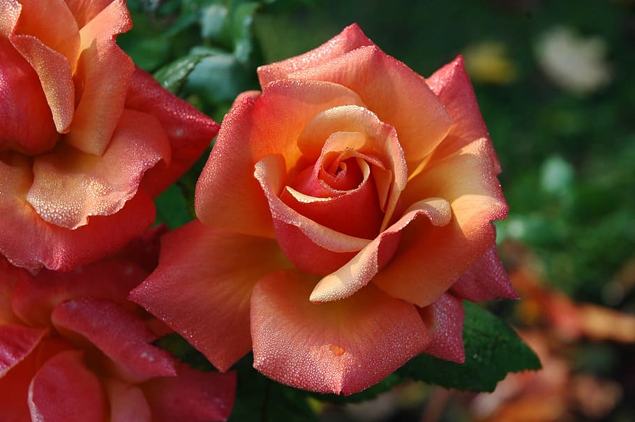 Red Roses Closeup Photo, Flowers, Pink, Orange, Floral, - Roses Flowers - HD Wallpaper 