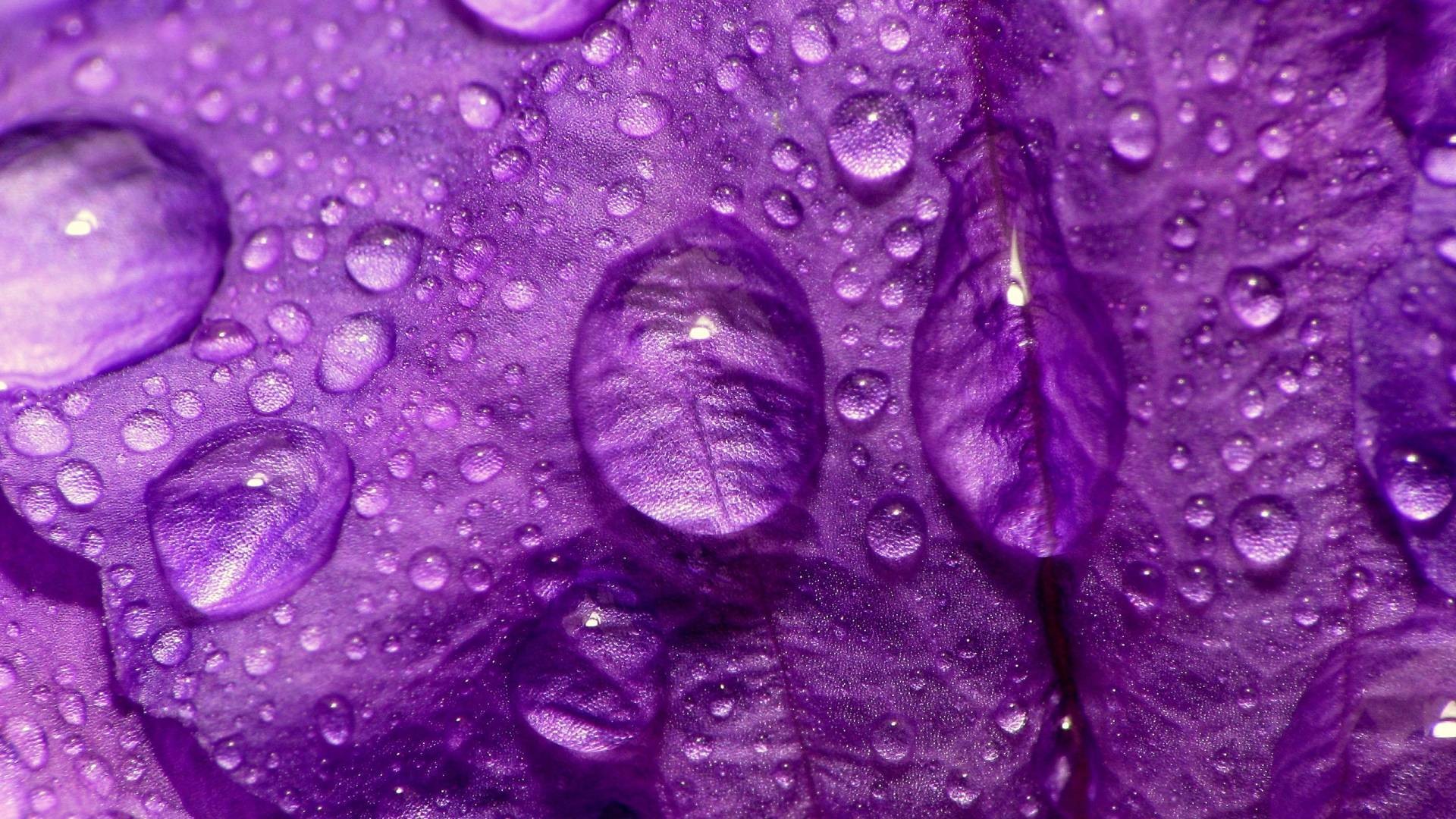 Wallpapers For > Pretty Purple Flower Backgrounds 
 - Beautiful Wallpapers Of Purple Flowers - HD Wallpaper 