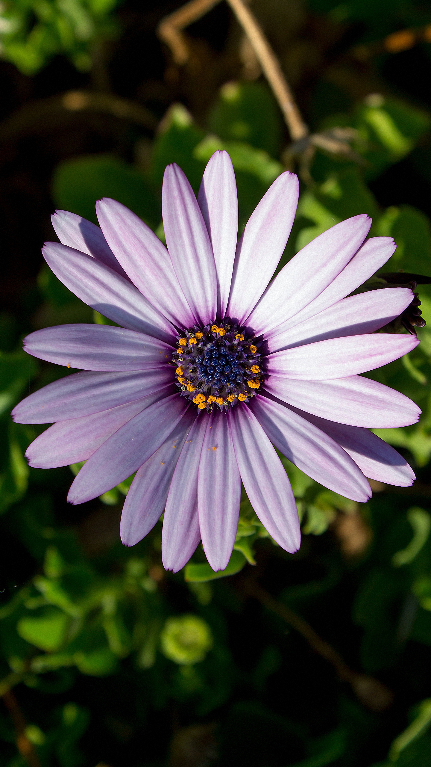African Daisy - HD Wallpaper 