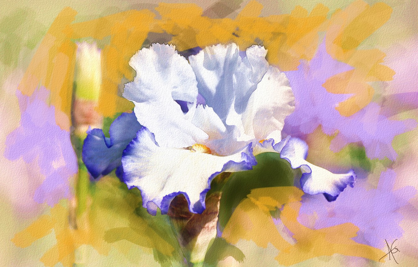 Photo Wallpaper Flower, Figure, Graphics, Picture, - Alberto Guillen Ru - HD Wallpaper 