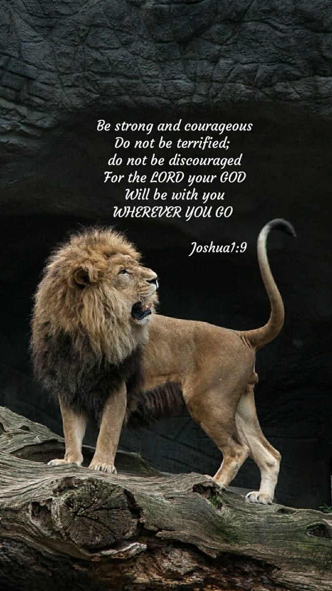 Lion Look Back - HD Wallpaper 