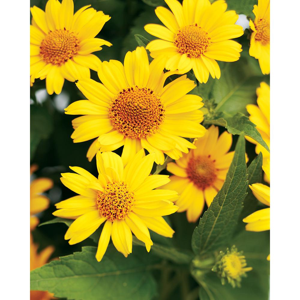 Perennial Plants Yellow Flowers - HD Wallpaper 