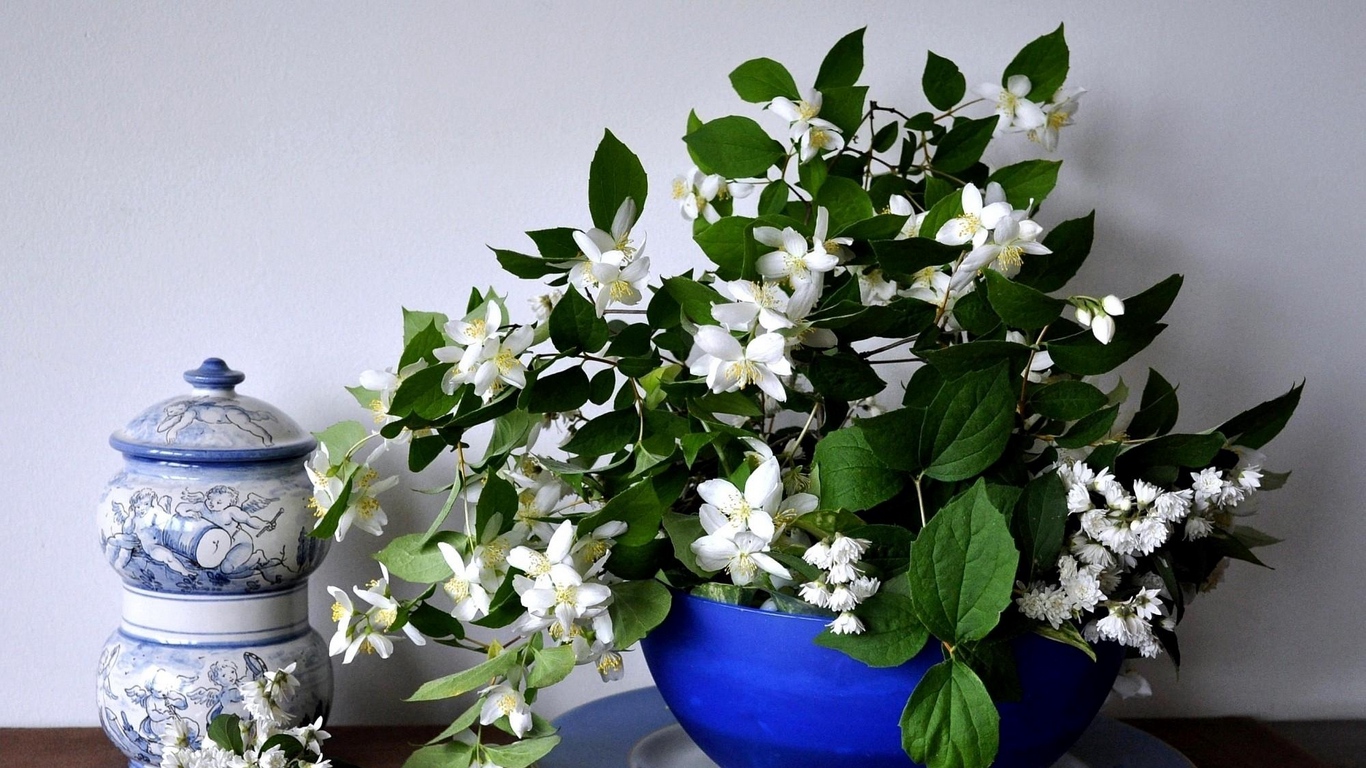 Wallpaper Jasmine, Flower, Spring, Bowl, China - Mint And Jasmine Plant - HD Wallpaper 
