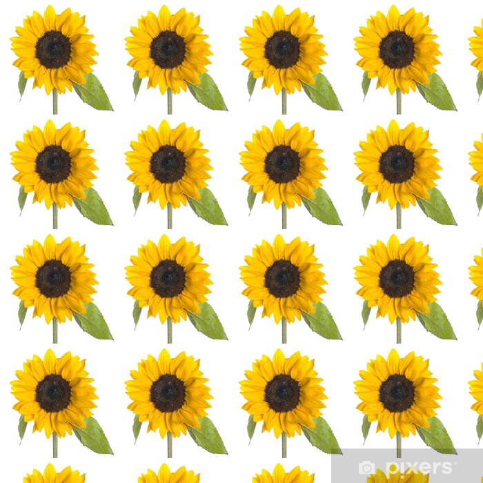 Sunflower - HD Wallpaper 