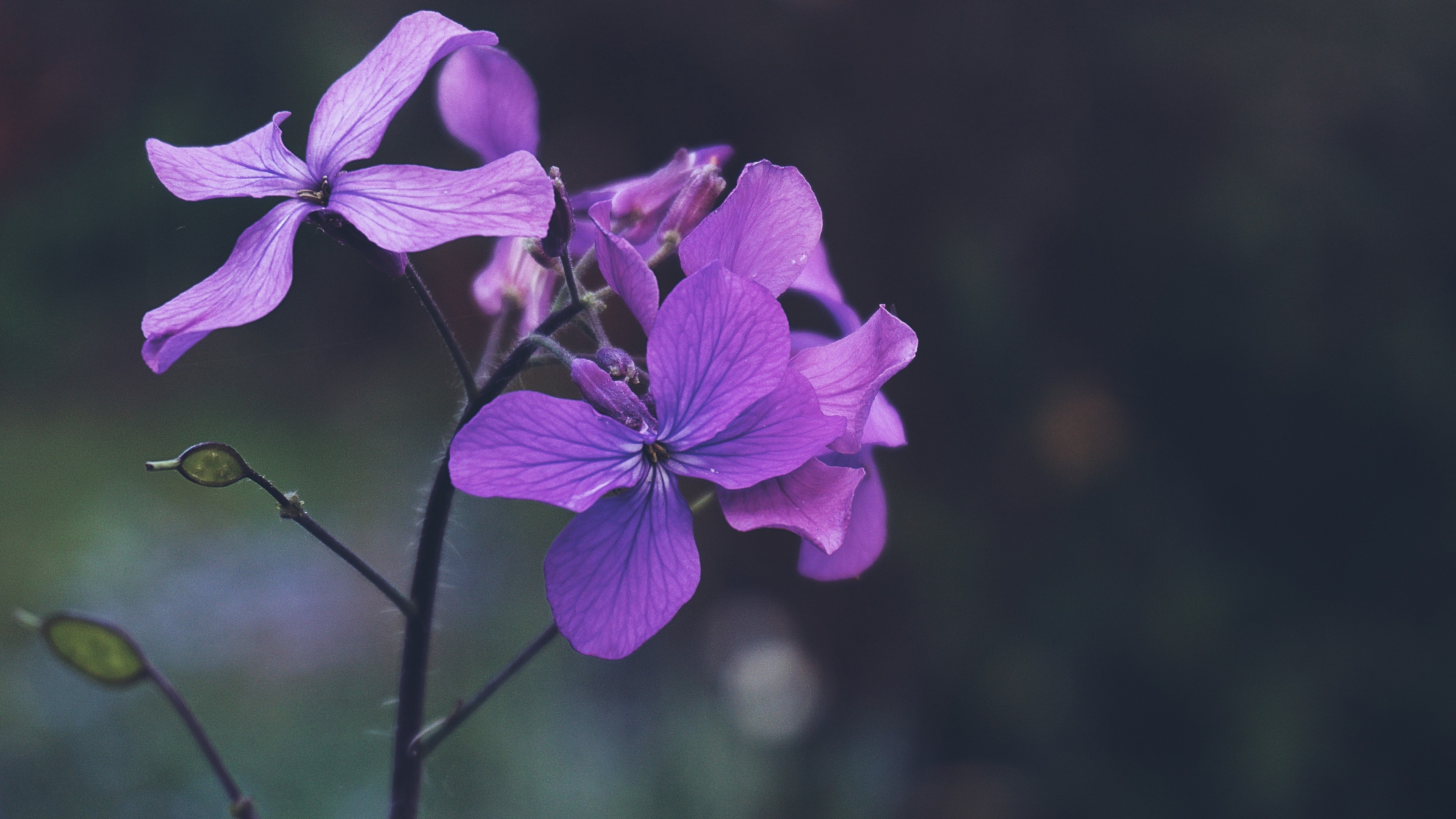 Purple Lilac, Pretty, Petals, Branch, Floral - Geranium - HD Wallpaper 