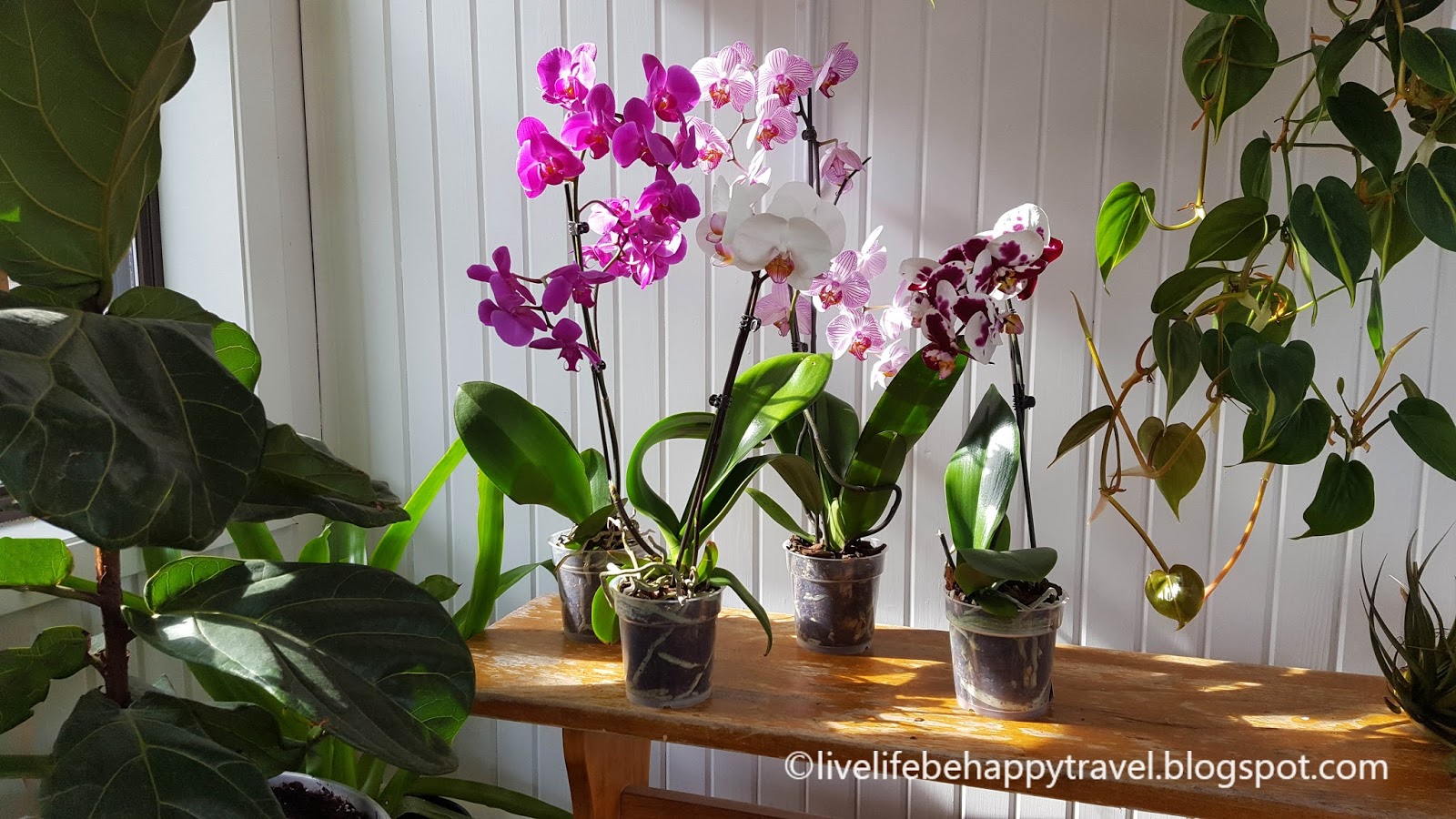 Moth Orchid - HD Wallpaper 