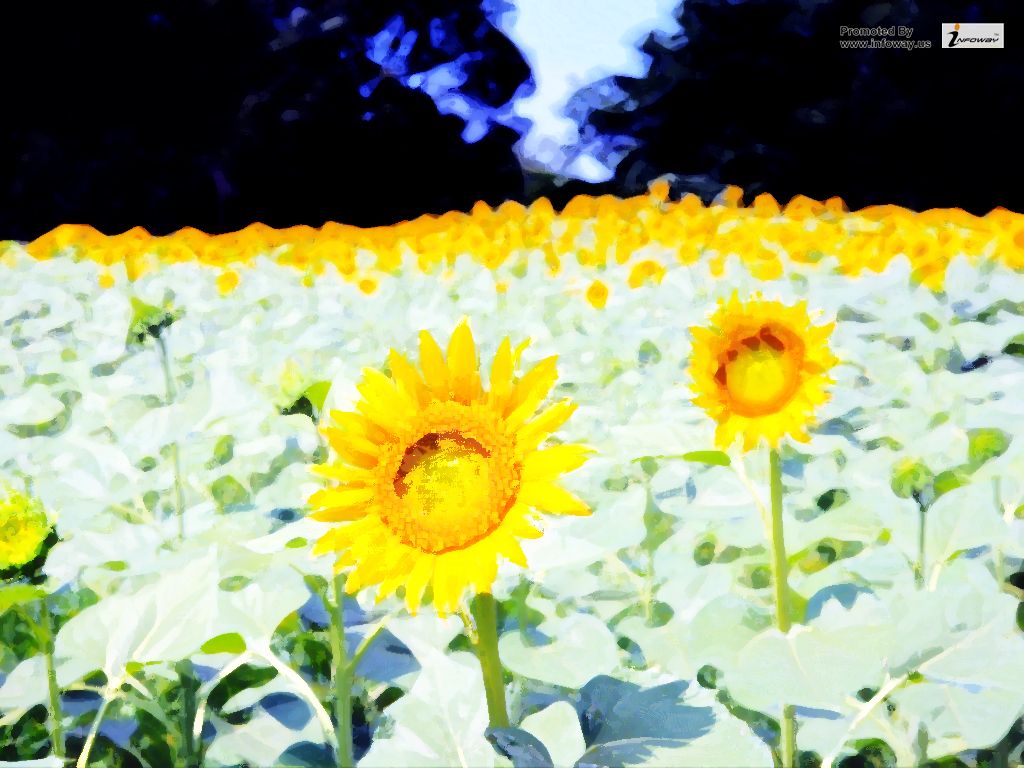 Sunflower - HD Wallpaper 