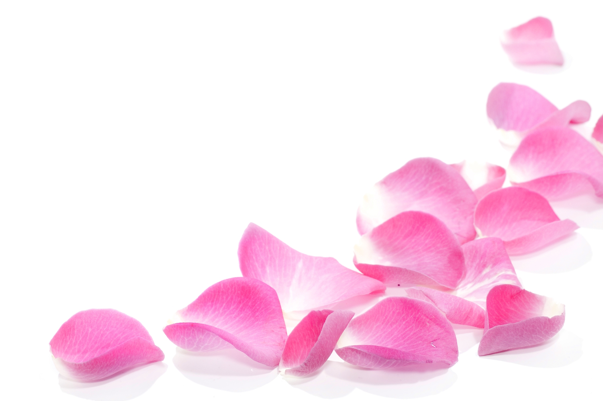 Pink Rose Petals Png - HD Wallpaper 