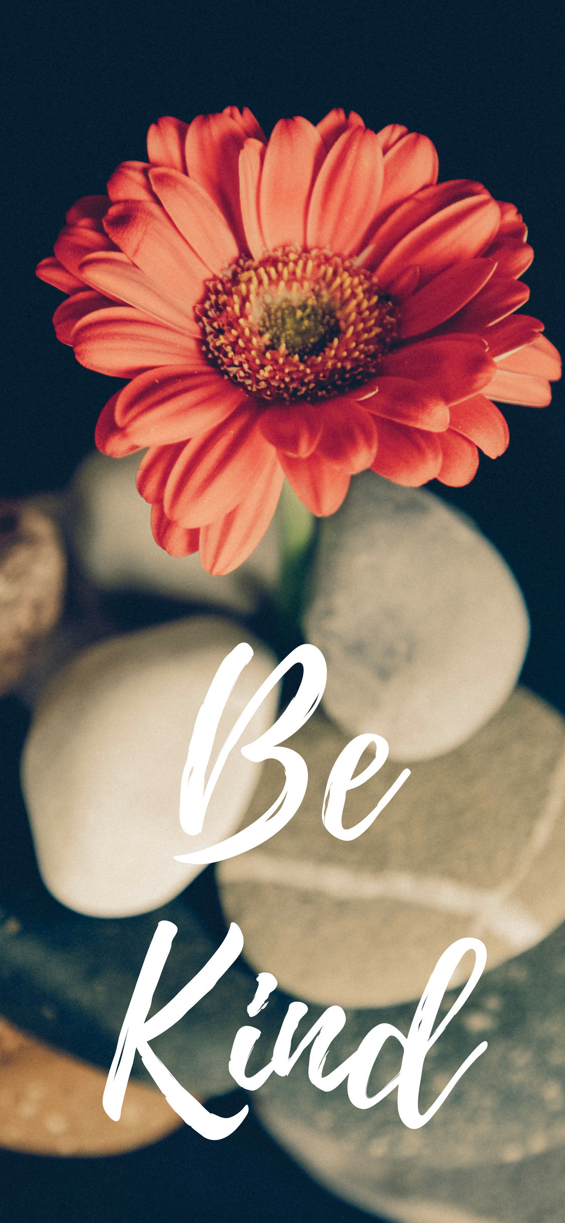 Single Flower Images Download - HD Wallpaper 