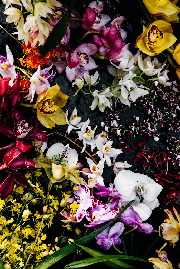 Untitled - Cattleya - HD Wallpaper 