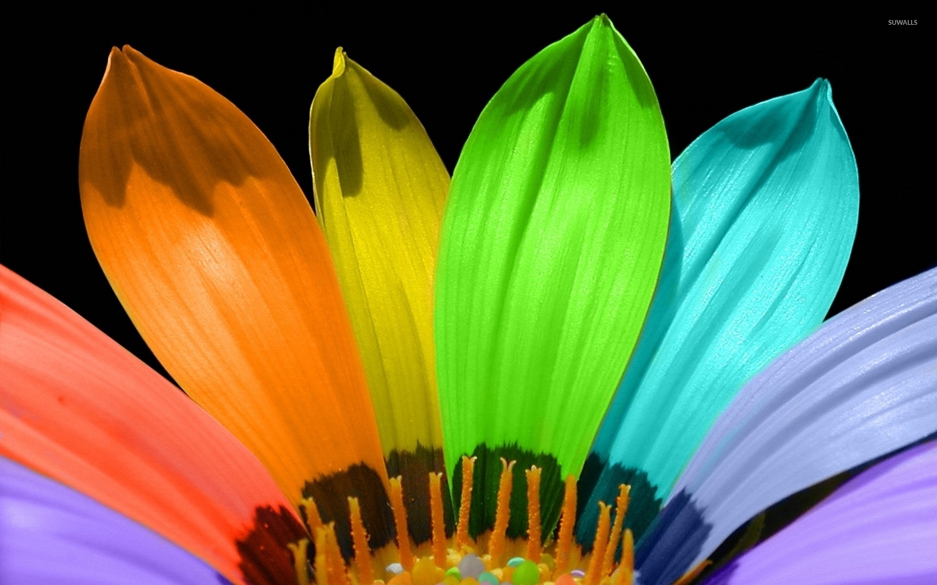 Flower With Different Colored Petals - HD Wallpaper 