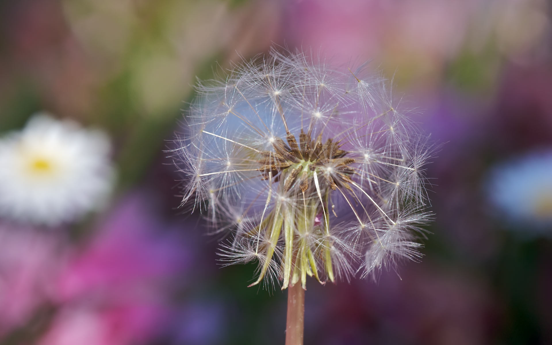 Flores Dientes De Leon - HD Wallpaper 
