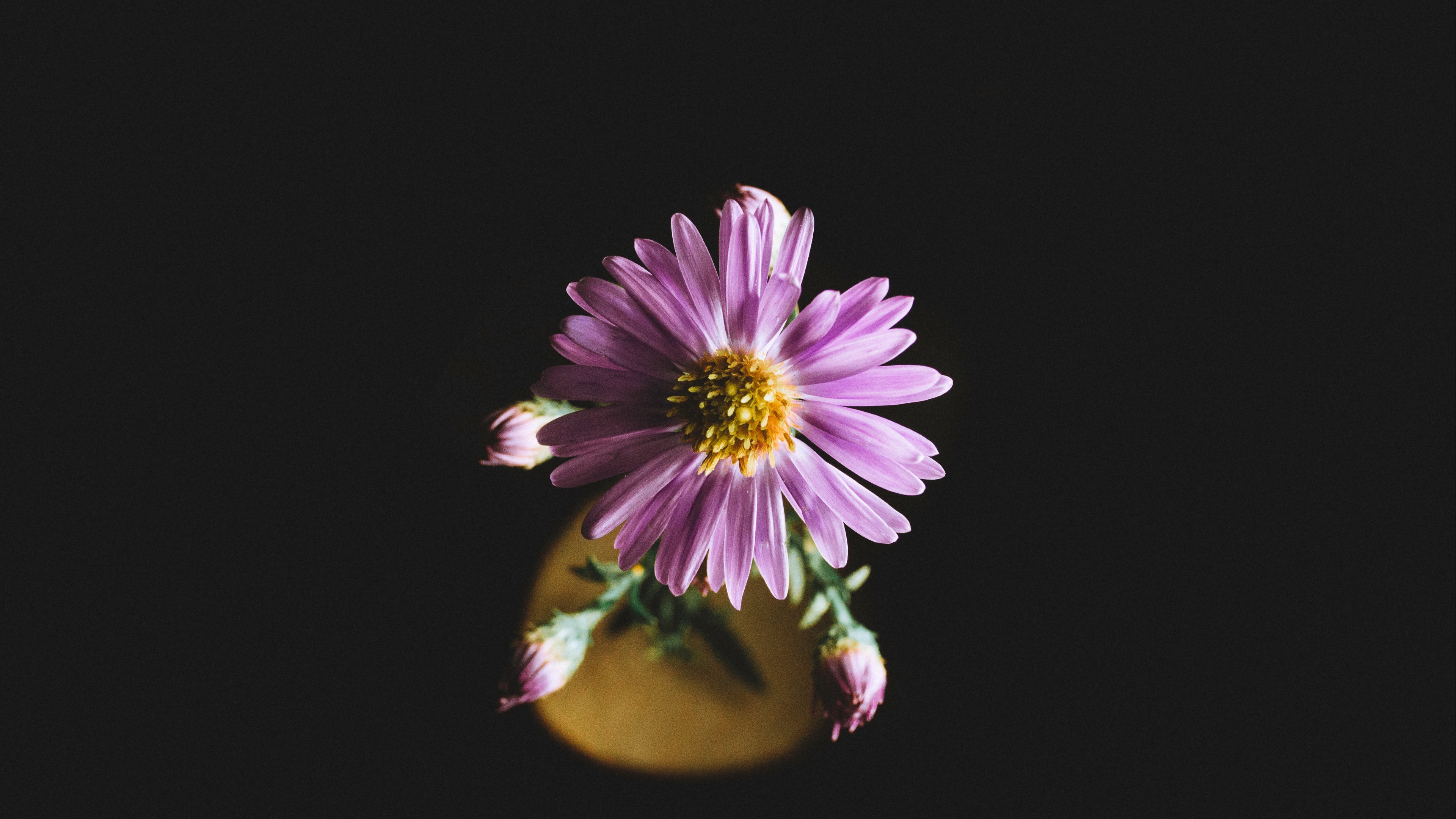 Wallpaper Aster, Flower, Petals - Flowers - HD Wallpaper 