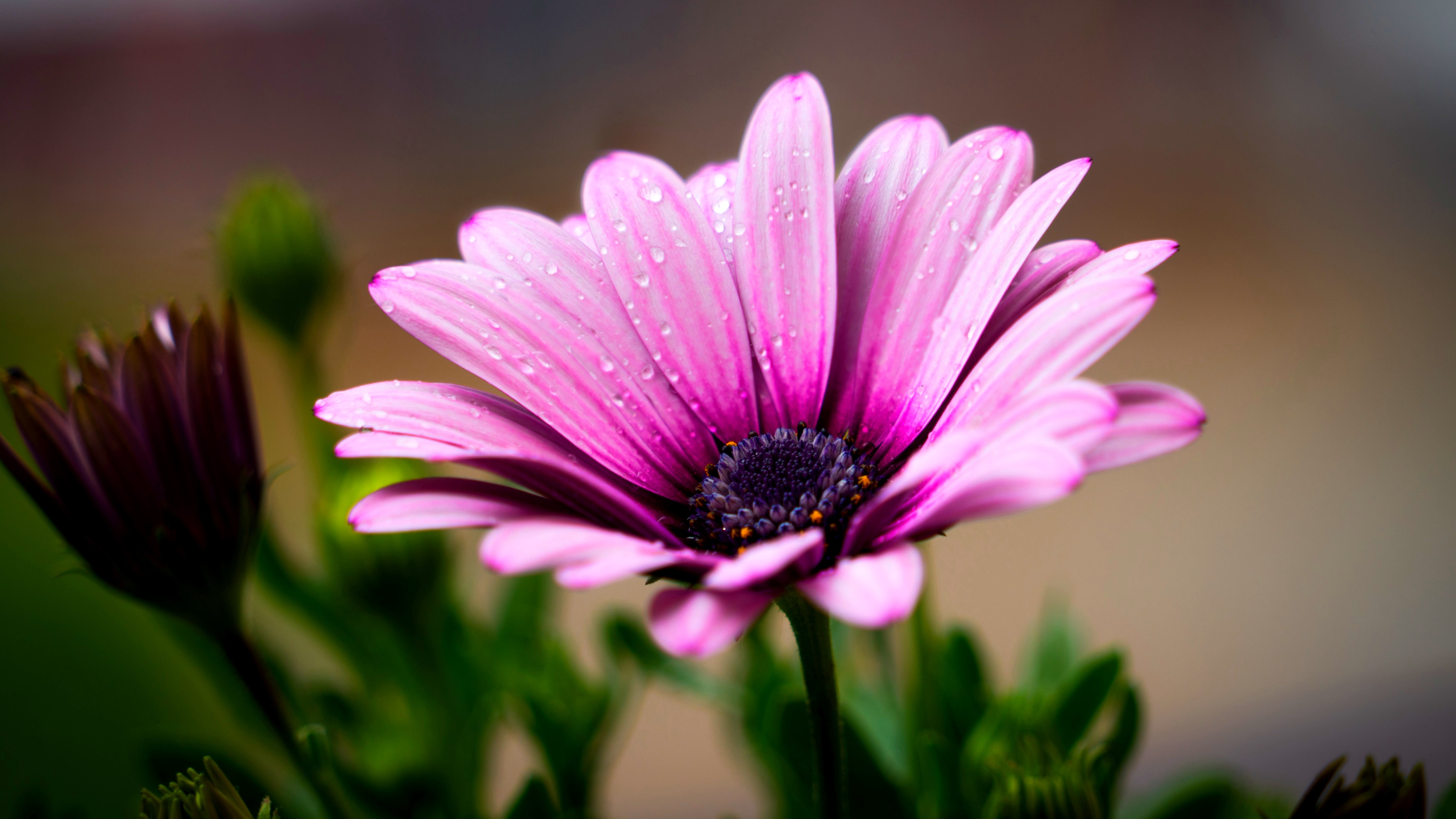 Dew On The Flower Petals Wallpaper - Water Drop Flowers Hd - HD Wallpaper 