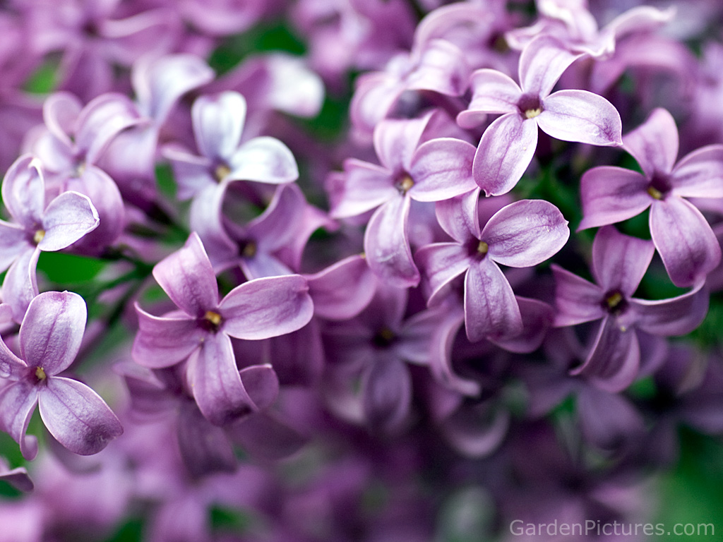Lilacs Last In The Dooryard Bloomed - HD Wallpaper 