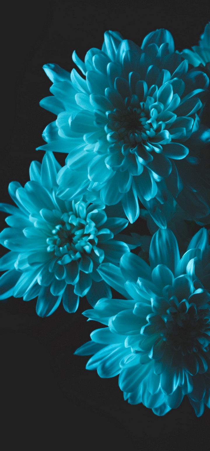 Flowers Blue Petals Wallpaper - Phone Wallpaper Flowers Blue - HD Wallpaper 