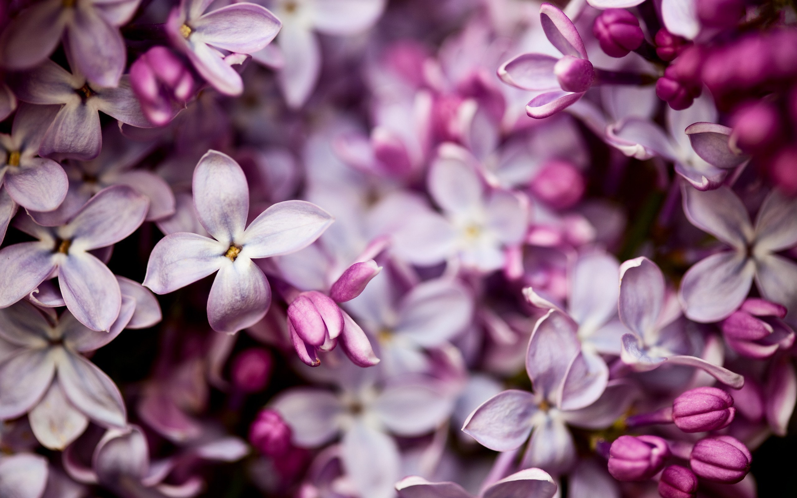 Pretty Lilac Flowers - HD Wallpaper 