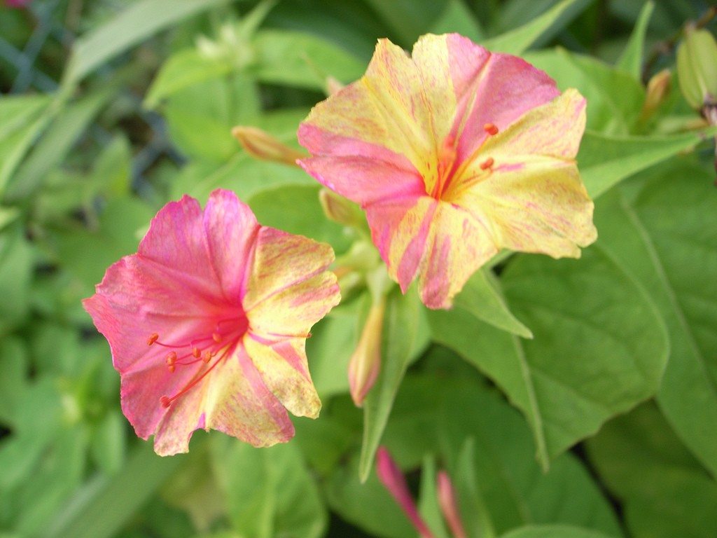 Four O Clock Plant 1024x768 Wallpaper Teahub Io Four O Clock Plant 1024x768 Wallpaper Teahub Io
