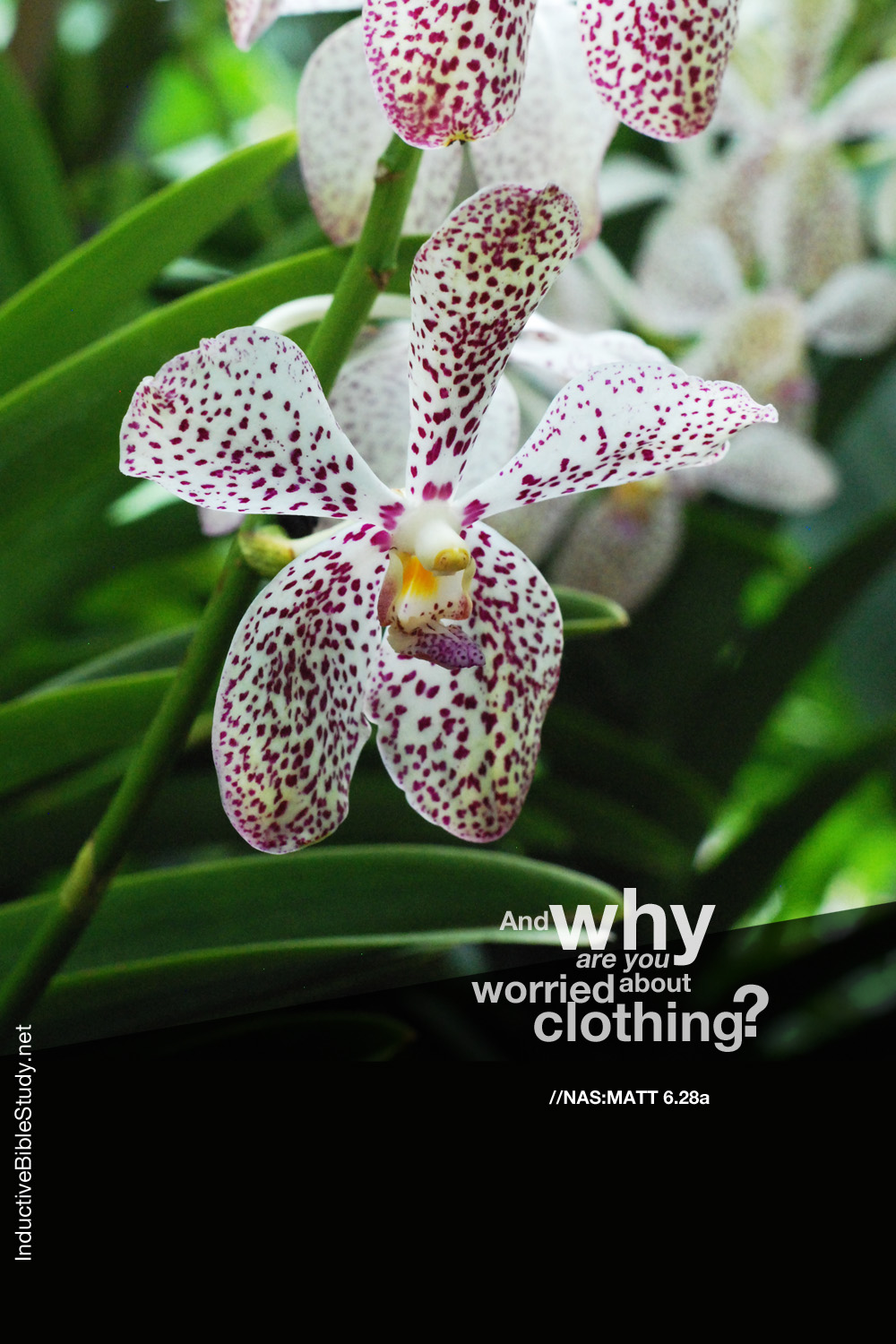Matthew 6 - 28a - Orchid - Christian Wallpaper For Her - HD Wallpaper 