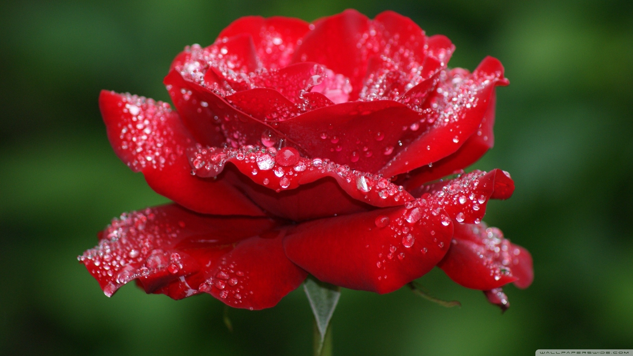 Flowers Red Rose Hd - HD Wallpaper 