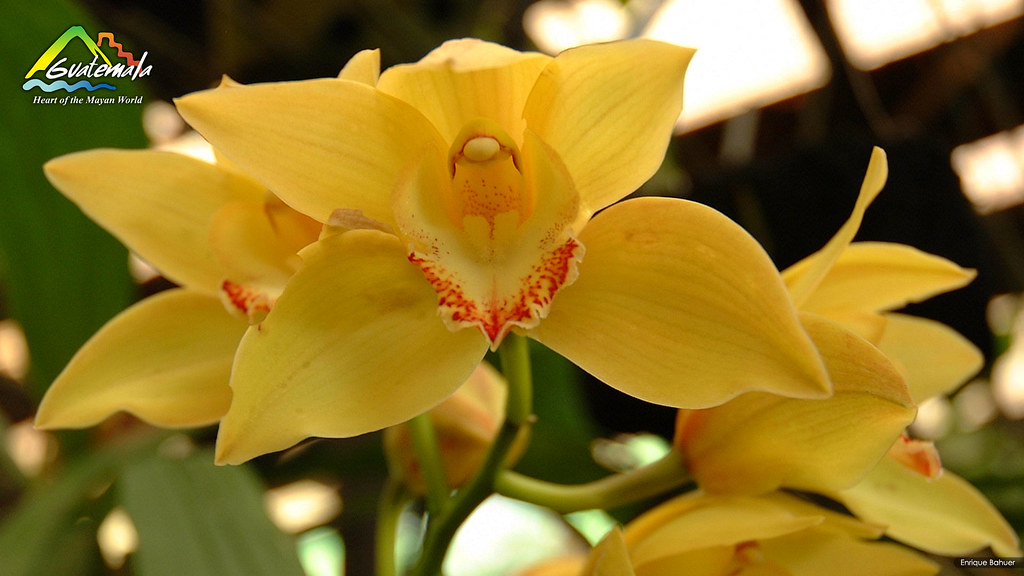 Moth Orchid - HD Wallpaper 