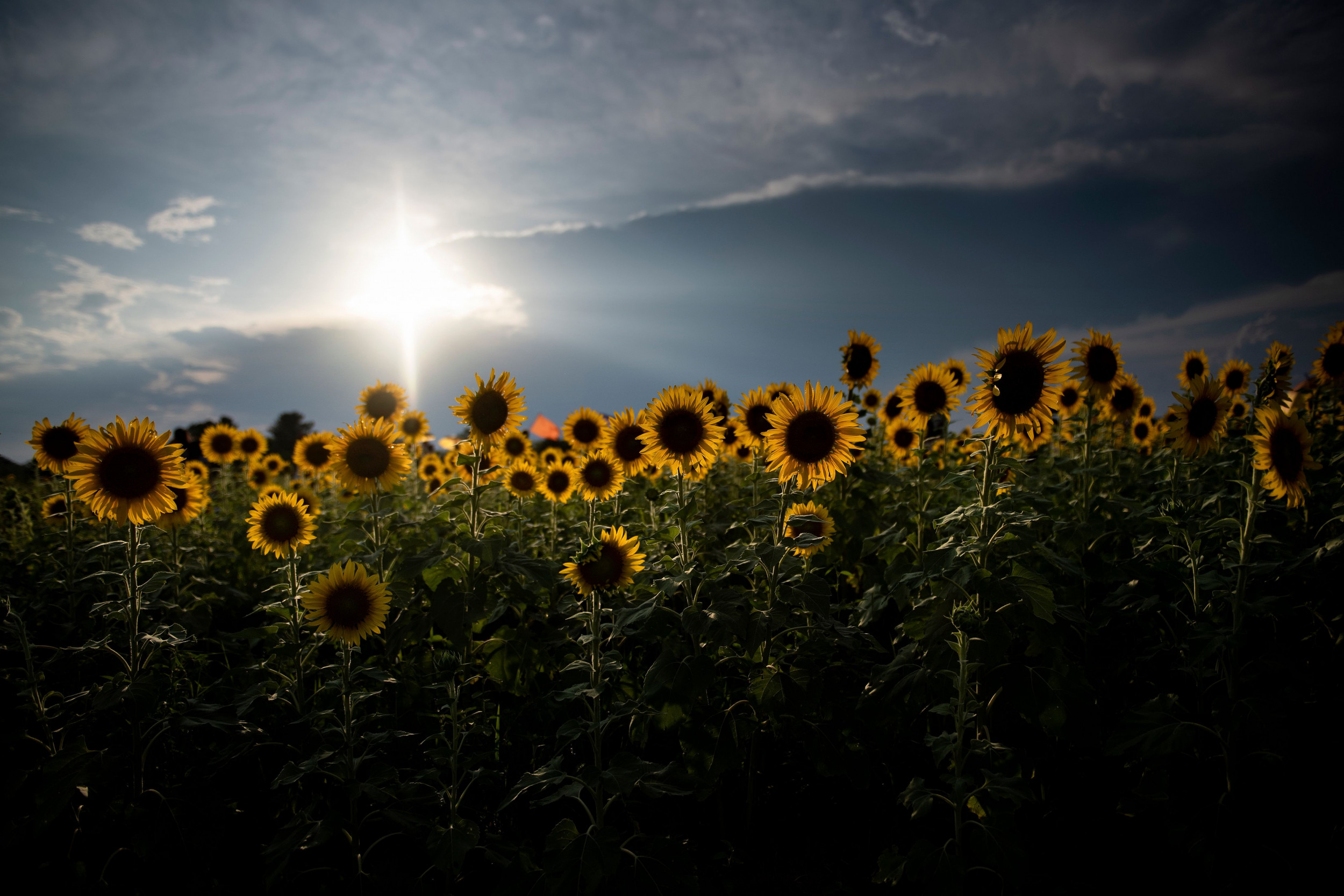 Sunflowers - Sunflower - HD Wallpaper 