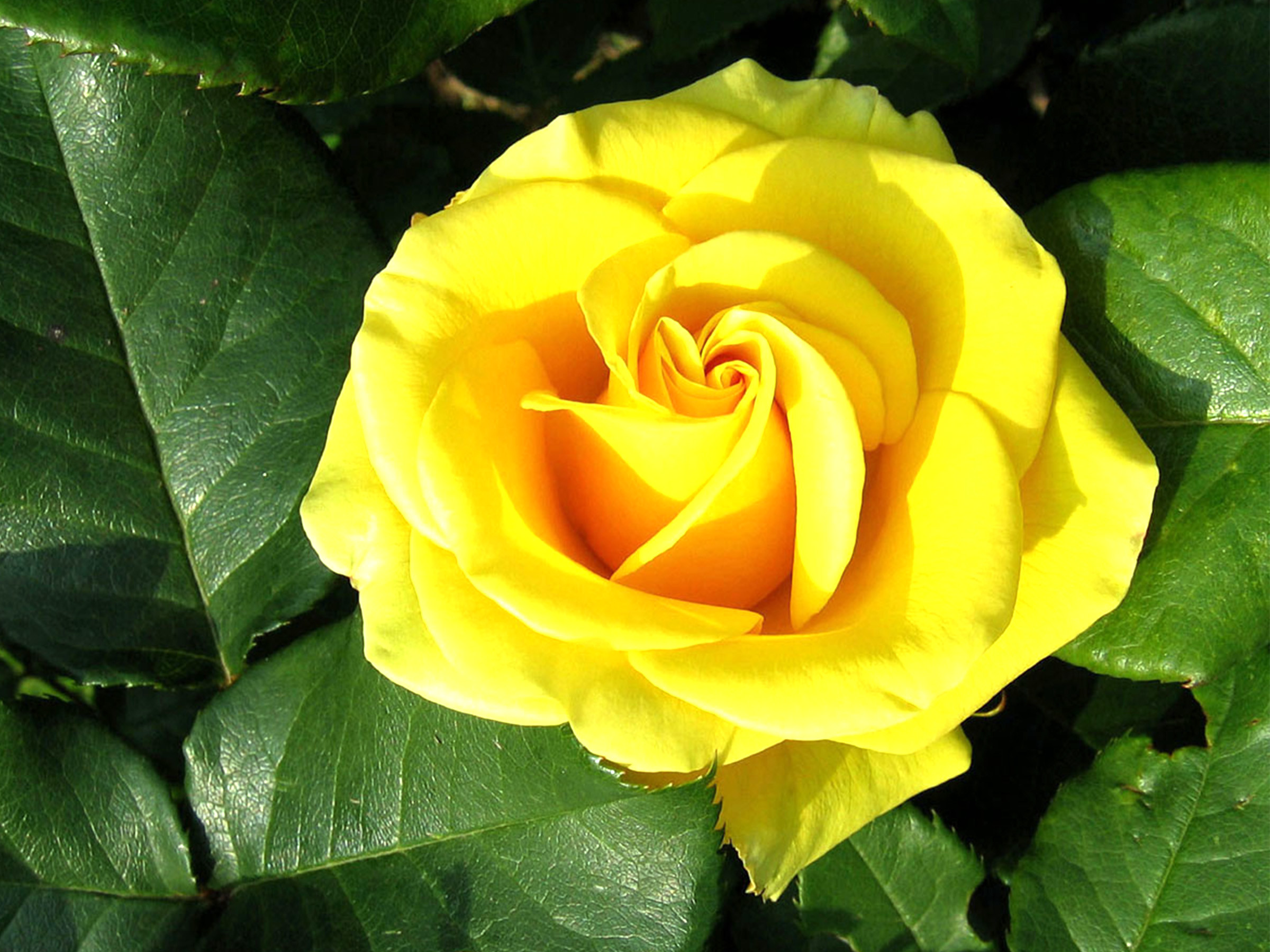Yellow Rose Flower Wallpaper With Green Leaves Hd - Yellow Colour Rose  Images Hd - 2400x1800 Wallpaper 