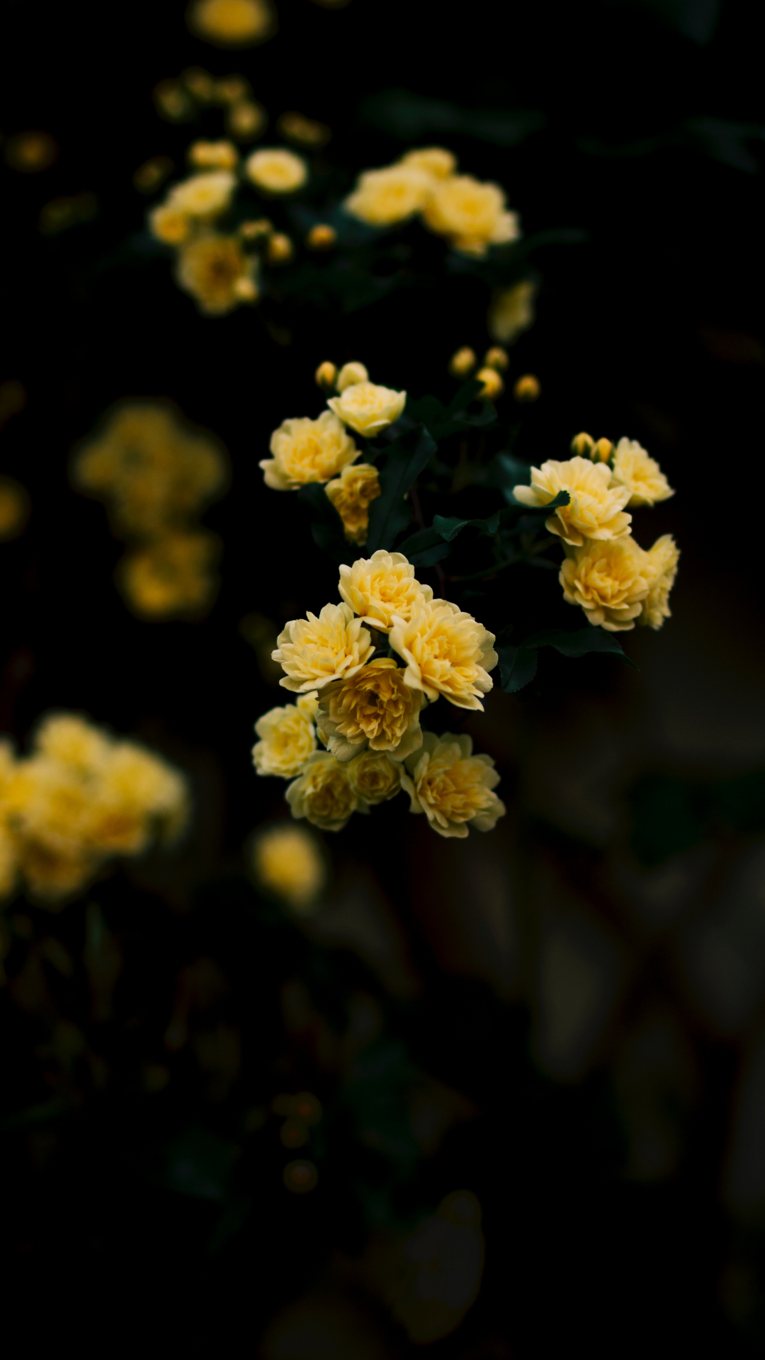 Yellow, Rose Iphone Wallpaper - Yellow Aesthetic Wallpaper Rose - HD Wallpaper 