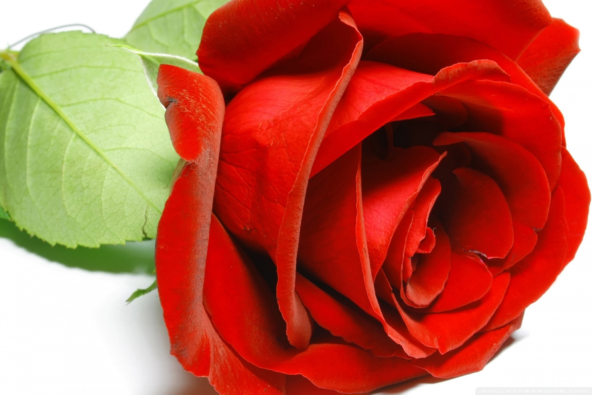 Beautiful Rose Images Hd - HD Wallpaper 