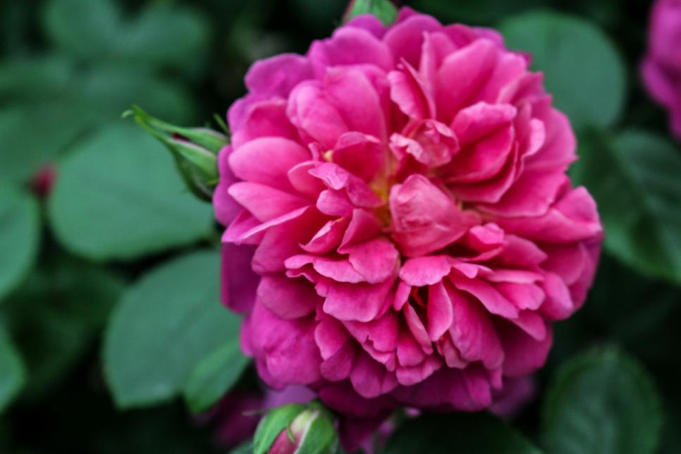 Rosa × Centifolia - HD Wallpaper 