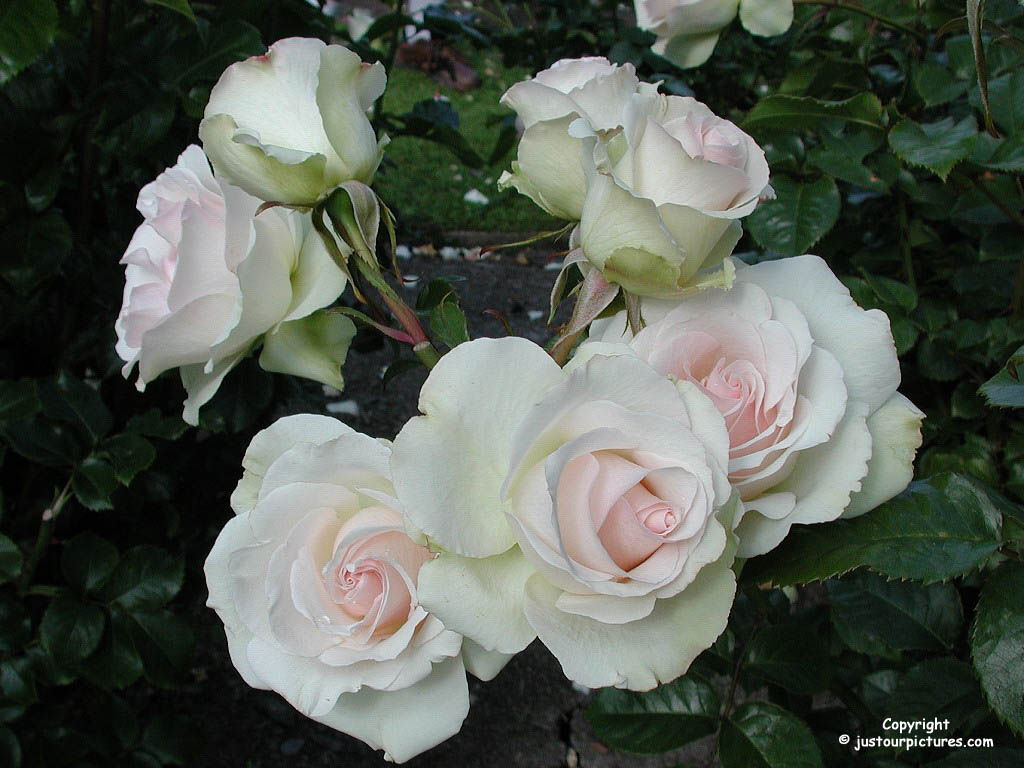 Justour Pictures Com Roses - HD Wallpaper 