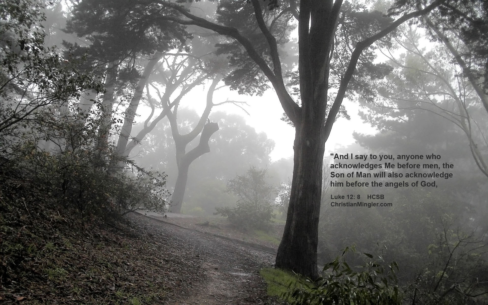 Free Christian Computer Wallpaper Luke - Fog Forest - HD Wallpaper 
