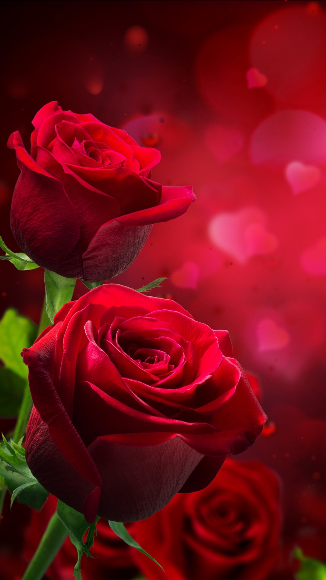 Mobile Wallpaper Rose Flower - 1080x1920 Wallpaper Mobile Wallpaper Rose Flower - 1080x1920 Wallpaper