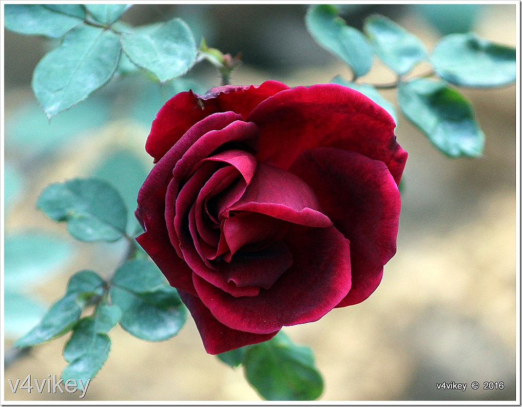 Black Pearl Red Hybrid Rose - Many Colors Of Roses - HD Wallpaper 