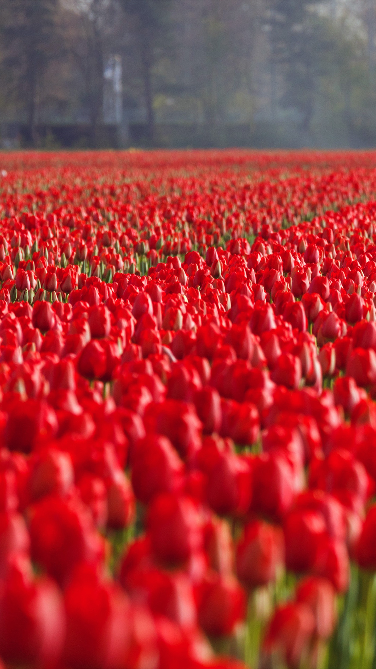 Iphone 7plus Red Roses - HD Wallpaper 