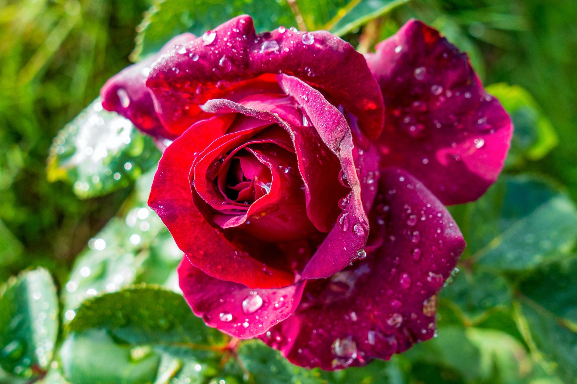 Droplets Of Water Beautiful Red Rose Wallpaper - Red Rose Beautiful - HD Wallpaper 
