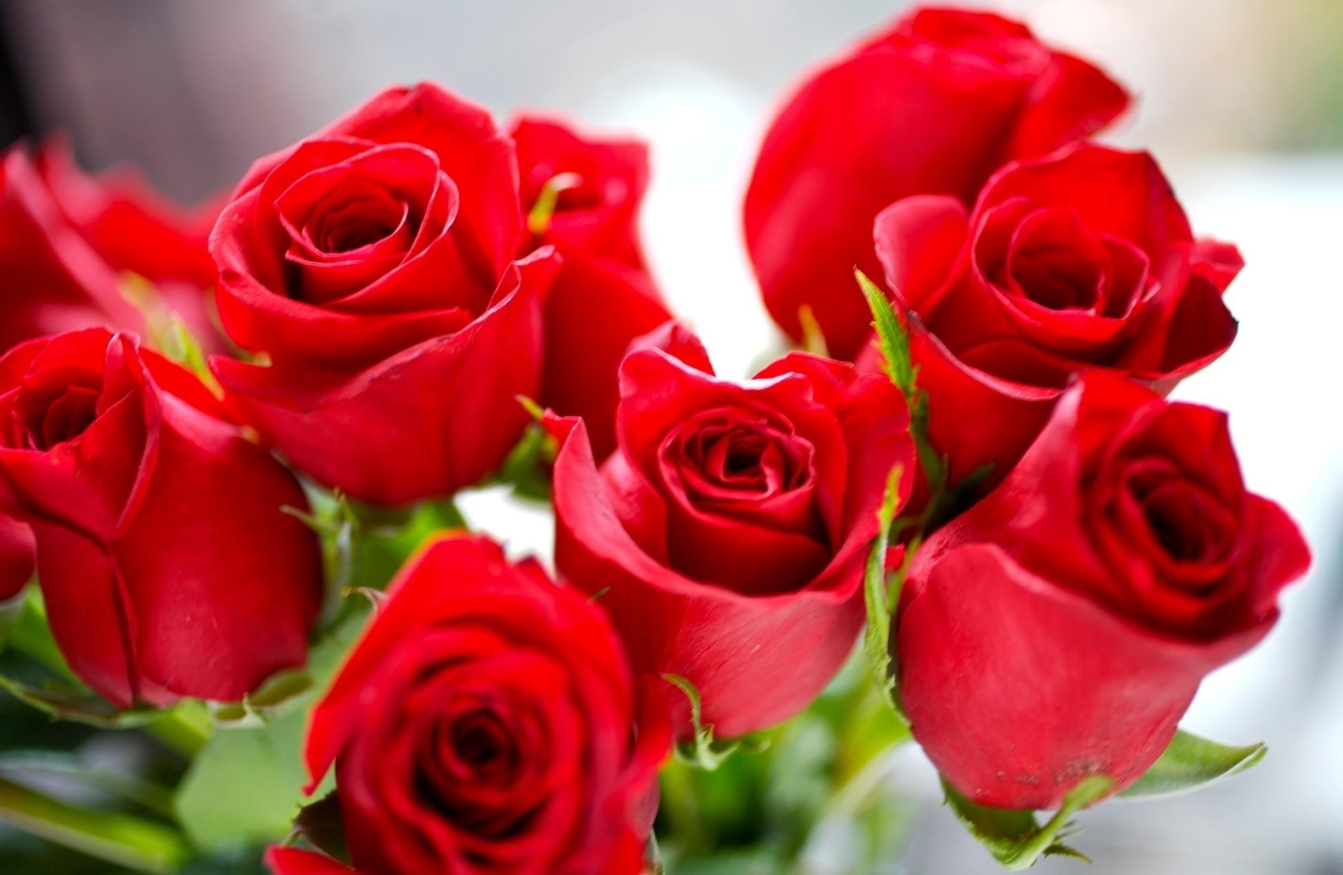 Beautiful Roses High Quality Wallpapers Gallery, Siu - Flowers Used For Perfumes - HD Wallpaper 