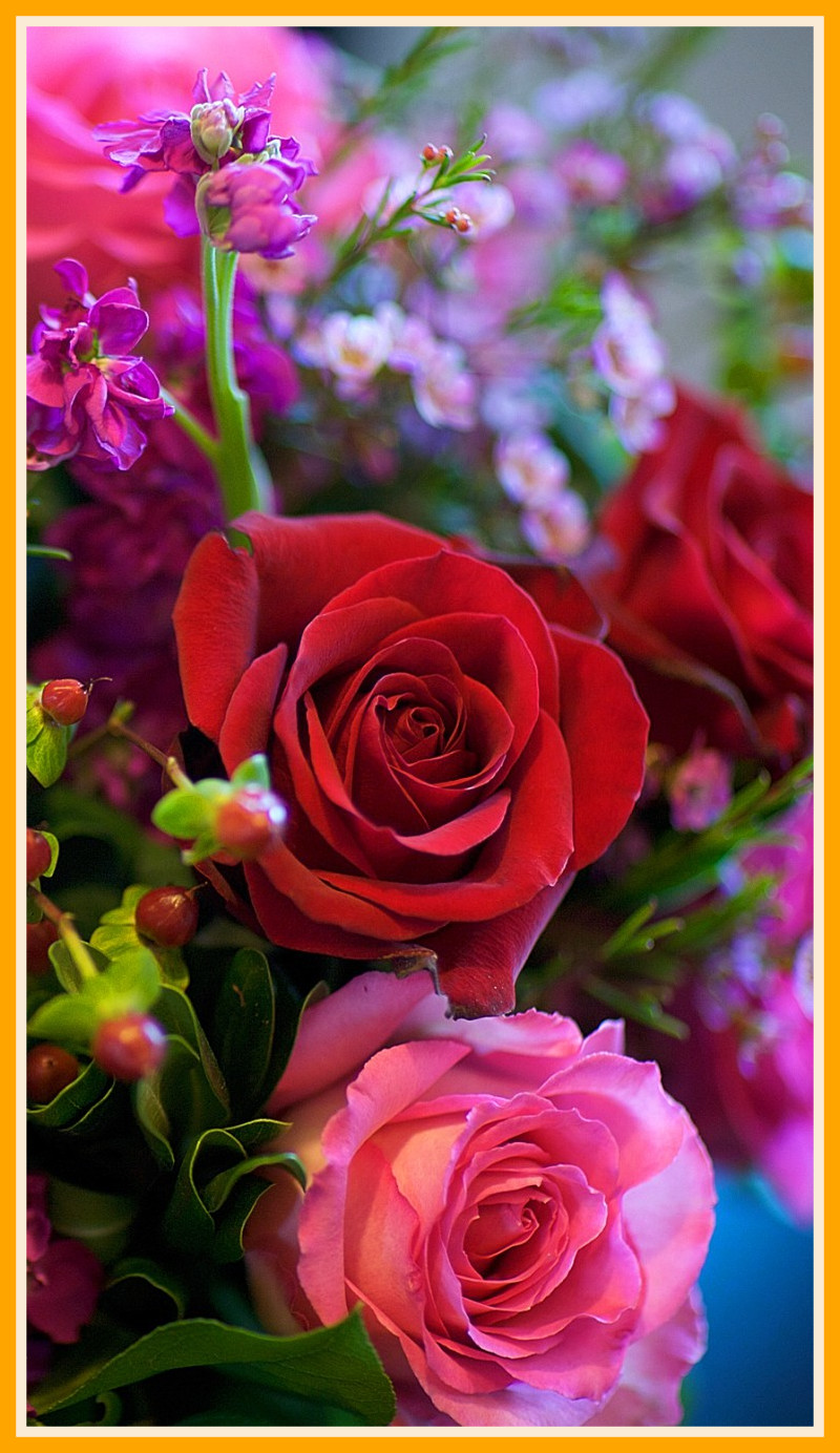 Rose Flower Wallpaper - Best Wallpaper For Phone Of Flowers - 800x1384  Wallpaper 