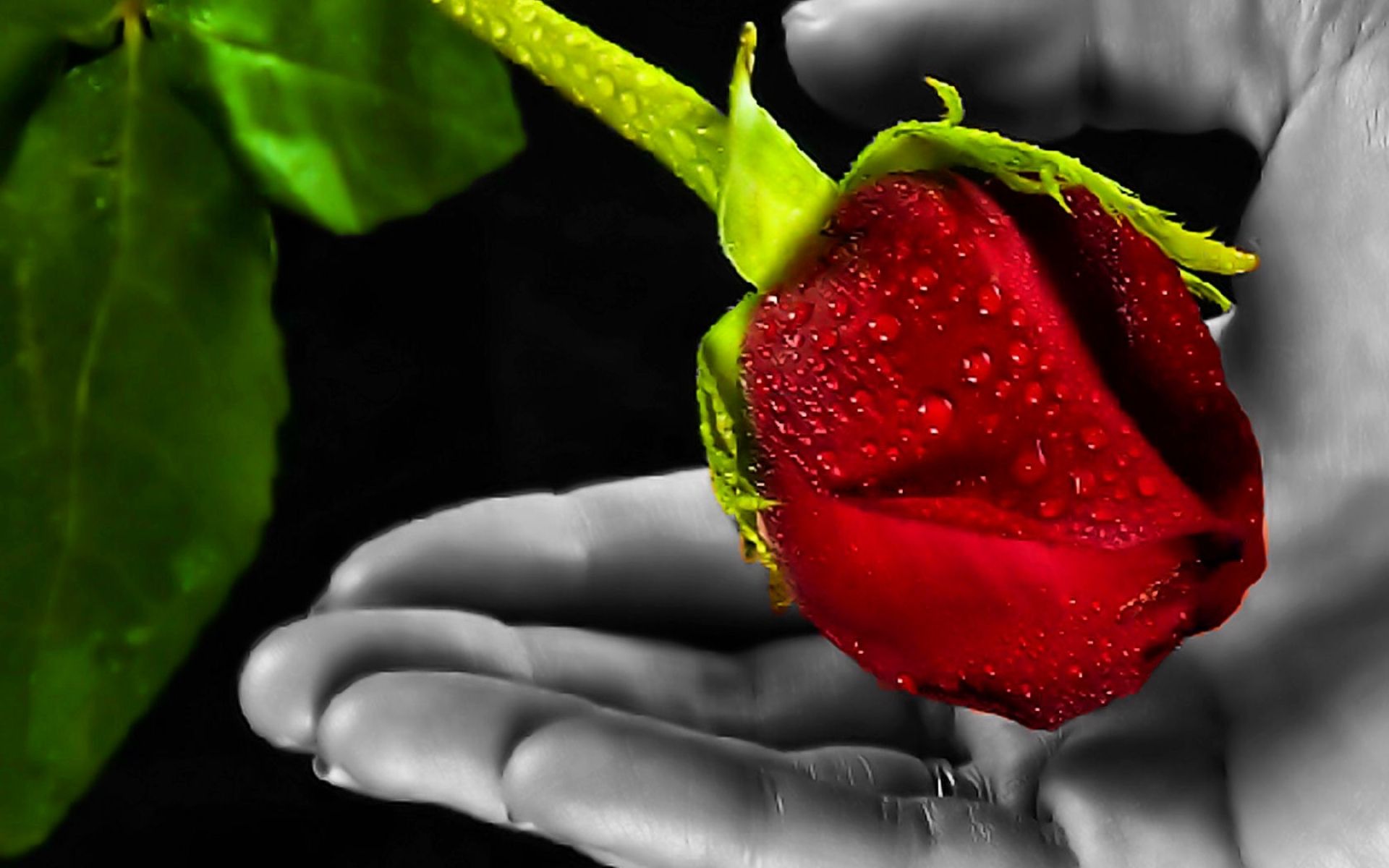Red Rose And A Hand Wallpaper - Red Rose In Hand - HD Wallpaper 