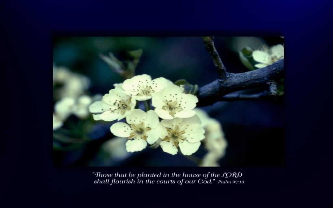 Mock Orange - HD Wallpaper 