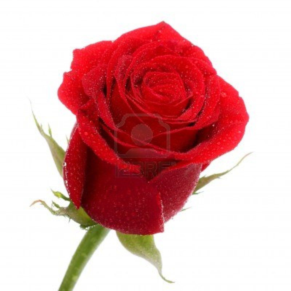 Single Red Rose Flower - HD Wallpaper 