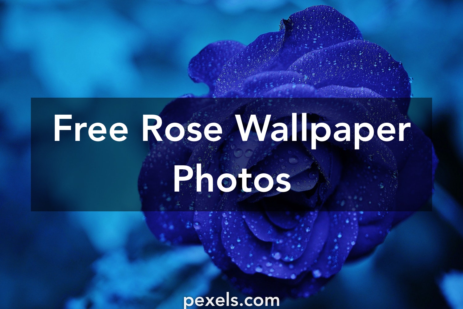 Rose Free - HD Wallpaper 