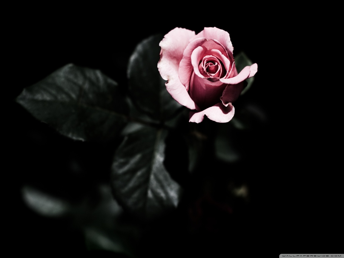 High Definition Wallpaper, Single Rose - Pink Rose Black Background - HD Wallpaper 