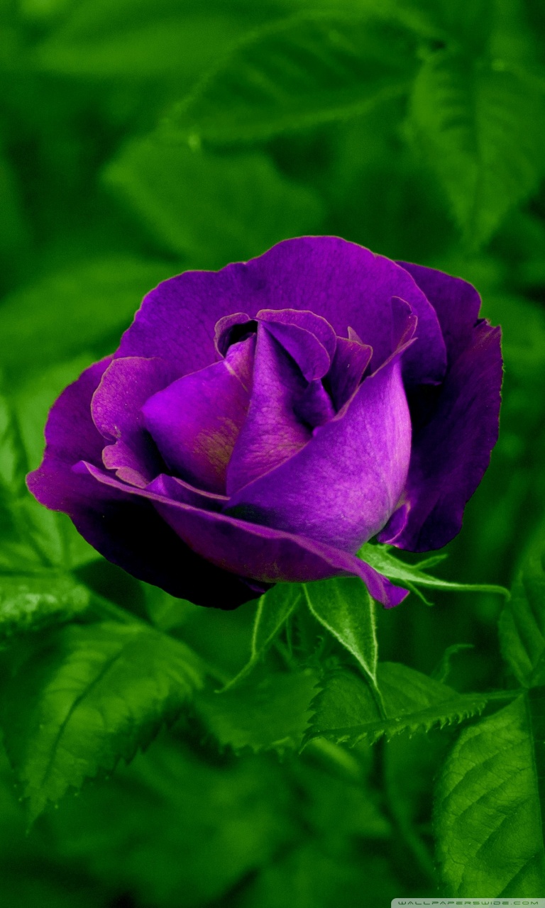 Purple Roses Wallpaper Hd - HD Wallpaper 