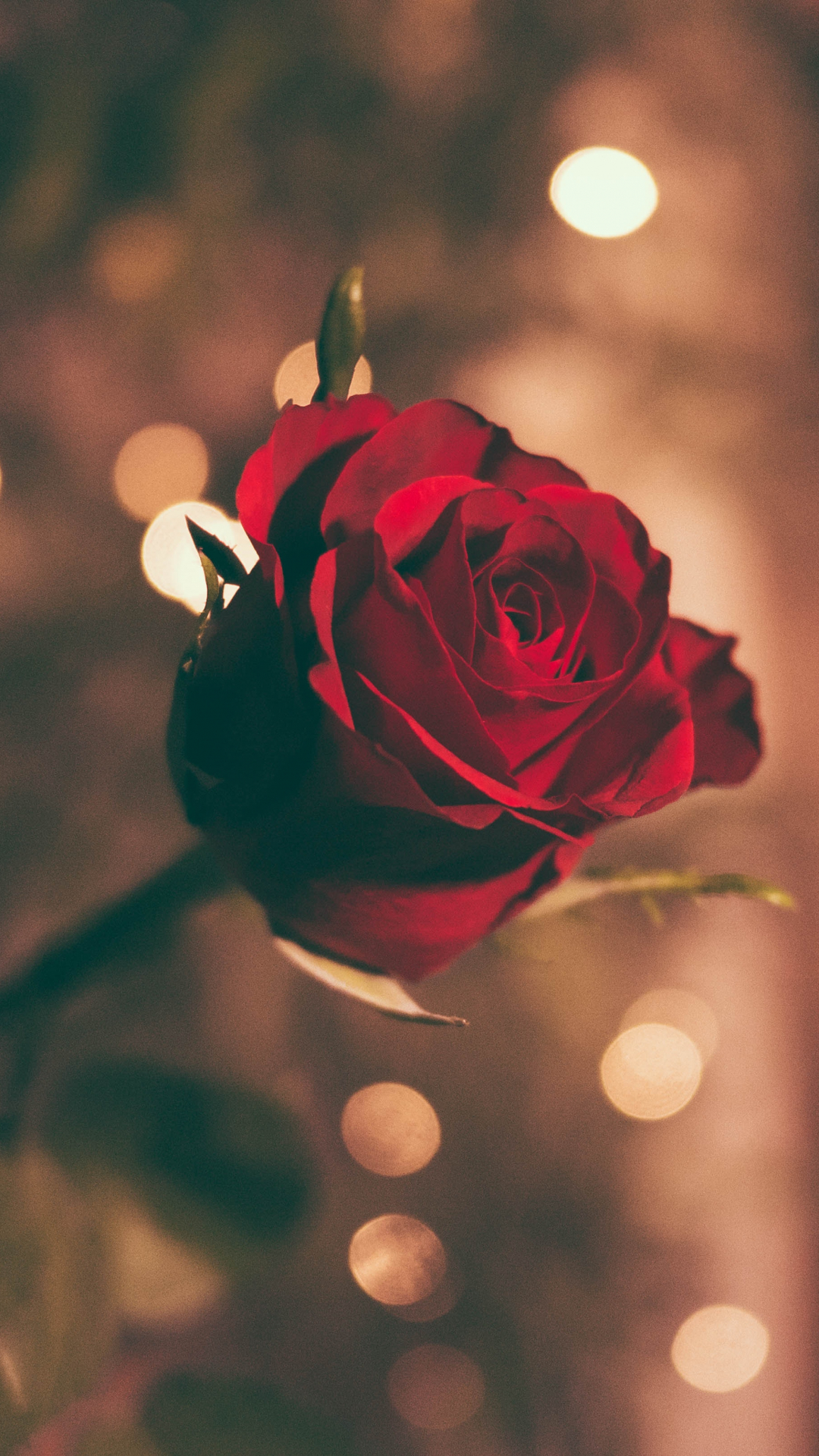 A Rose Iphone Wallpaper - Love Red Rose - HD Wallpaper 