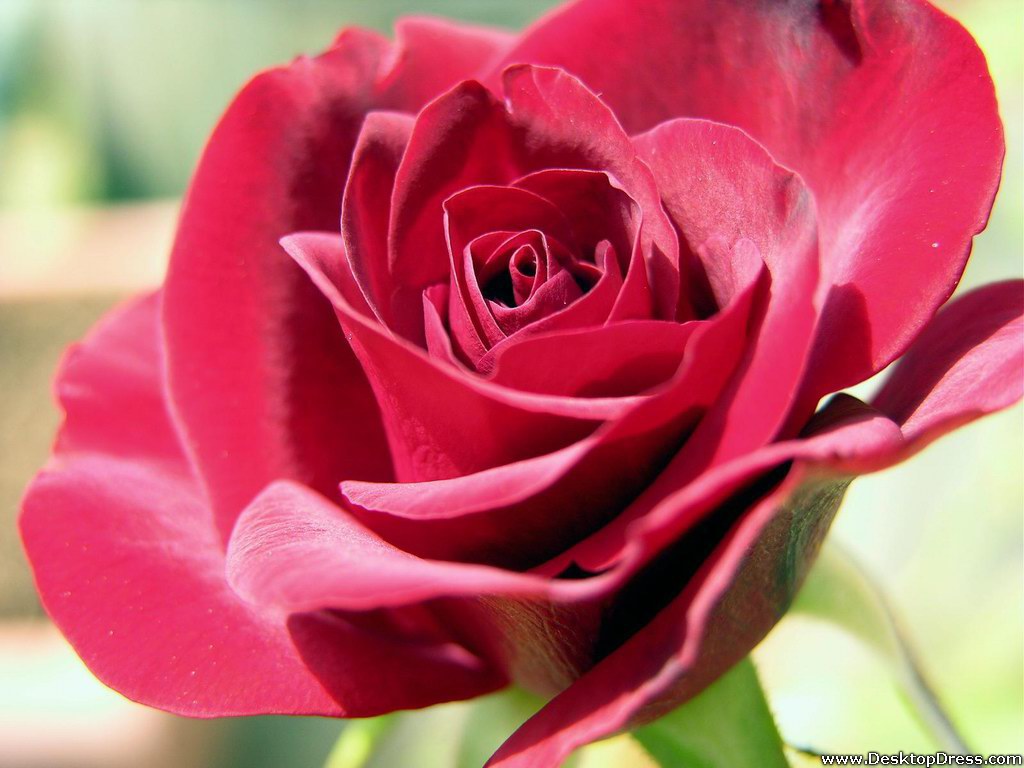 Big Darkpink Rose - Dark Pink Roses Flowers - HD Wallpaper 