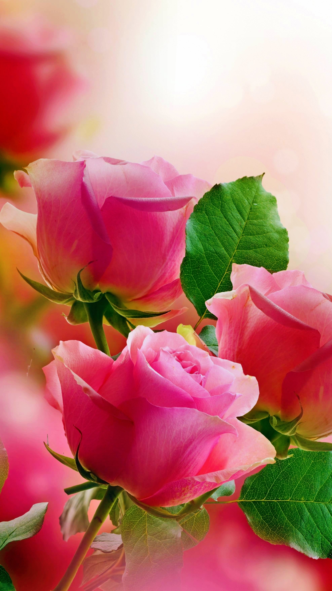 Pink Rose Wallpaper For Mobile - HD Wallpaper 