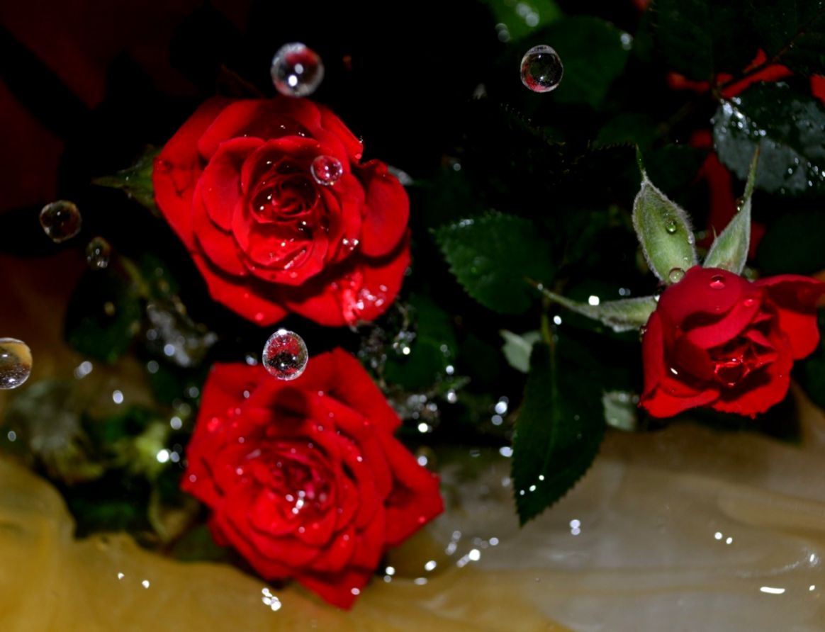 Rose Flowers With Water Droplets - HD Wallpaper 