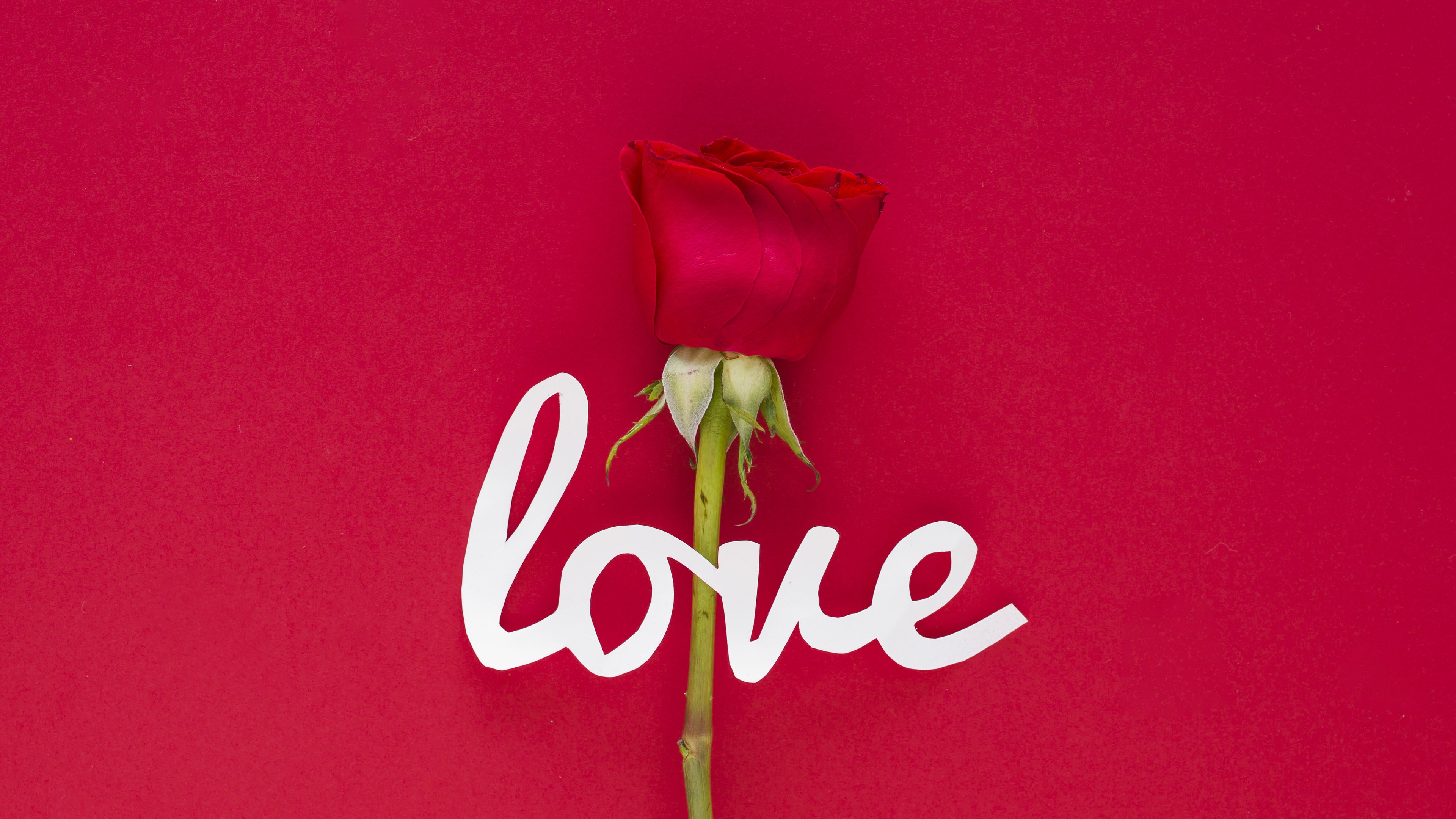 Love Red Rose Wallpaper - Garden Roses - HD Wallpaper 