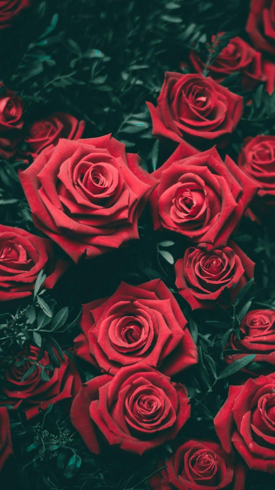 Rose Wallpaper Iphone 6s - HD Wallpaper 